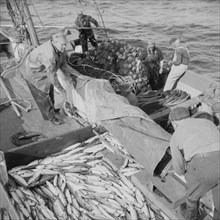 Fisherman taking on mackerel aboard the Alden. Gloucester, Massachusetts.