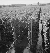 Oregon, Marion County, near West Stayton. Beanfield showing irrigation.