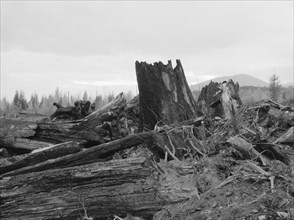 Stumps on Cox farm piled and ready for burning. Bonner County, Idaho.