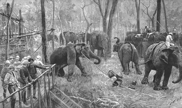 ''Prince Albert Victor in India--Elephant catching in Mysore ', 1890.