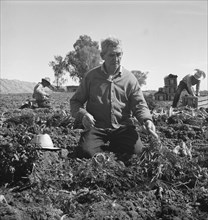 Migratory field worker pulling carrots. Imperial Valley, California.