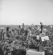 Migratory field worker pulling carrots. Imperial Valley, California.
