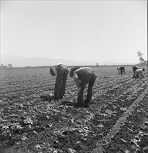 Gang of Filipino boys thinning lettuce. Salinas Valley, California.