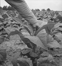 Negro tenant farmer topping tobacco. Person County, North Carolina.