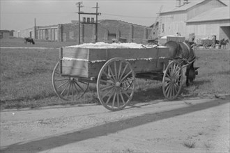 Wagonload of cotton near the gin. Vicinity of Moundville, Alabama.