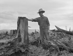 Shows stump on cut-over farm after blasting. Bonner County, Idaho.