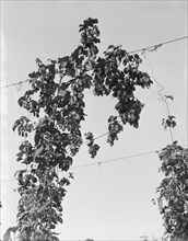 Hop vine at picking time. Near Independence, Polk County, Oregon.
