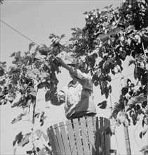 Hop vine and hop picker. Near Independence, Polk County, Oregon.