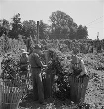 Migratory field workers in hop field. Near Independence, Oregon.