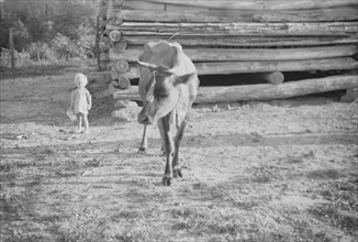 Squeakie Burroughs and cow near the barn, Hale County, Alabama.