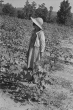 Lucille Burroughs in the cotton fields, Hale County, Alabama.