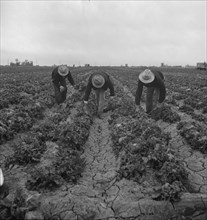 Near Westmorland, Imperial Valley. Filipinos cutting lettuce.