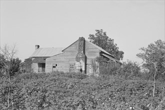 A sharecropper's buildings and fields, Hale County, Alabama.