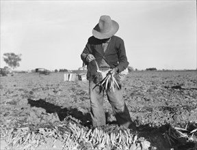 Tying carrots in Imperial Valley. Near Meloland, California.