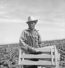 Filipino lettuce field laborer. Imperial Valley, California.