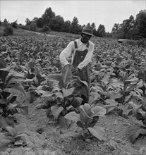 Negro tenant topping tobacco. Person County, North Carolina.