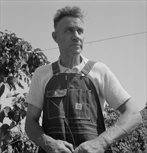 Hop picker, once Nebraska farm owner. Polk County, Oregon.