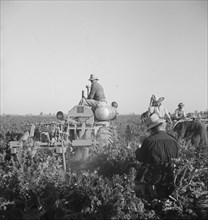 Carrot digger. Imperial Valley, near Meloland, California.