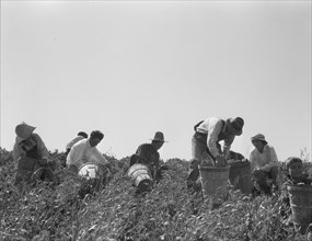 Pea pickers at work. San Luis Obispo County, California.