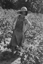 Lucille Burroughs picking cotton, Hale County, Alabama.