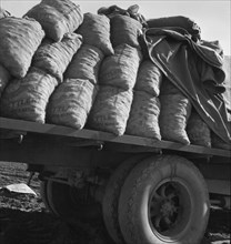 Kern County, California. Truck loaded with potato seed.