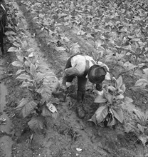 Wage laborer topping tobacco. Shoofly, North Carolina.