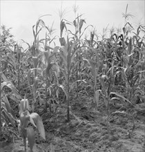 Close up of poor corn. Orange County, North Carolina.