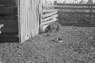 Pig in a sharecropper's yard, Hale County, Alabama.