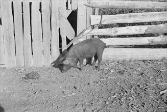 Pig in a sharecropper's yard, Hale County, Alabama.