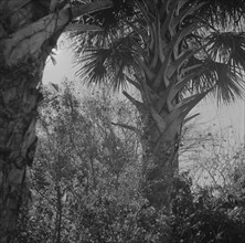 Daytona Beach, Florida. Palm trees and underbrush.