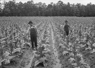 Topping tobacco. Shoofly, North Carolina.