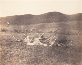 [Two Stags and Roe Buck], ca. 1858.