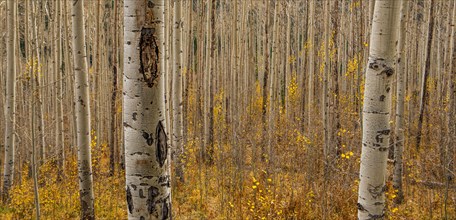 Fall in the Birch Forest.