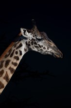 Profile of a Giraffe.