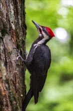 Piliated Woodpecker.