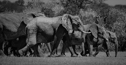 Traveling Elephants.