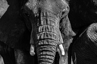 Elephant Matriarch.