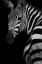 Profile of a Zebra.