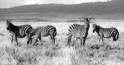 Ngorongoro Zebras.