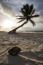 Coconut Paradise.