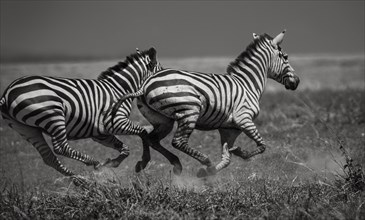 Galloping Zebras.