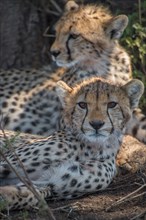 Cheetah Siblings.