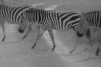 Zebras Crossing.