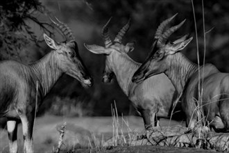 Antelopes Trio.
