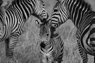 Zebra Family.