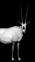 Arabian Oryx.