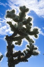 Blue Cactus.
