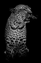 The Leopard.