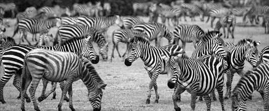 Zebra Herd.