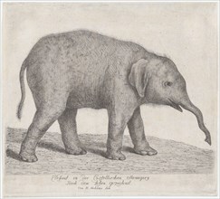 A Young Elephant,.n.d. Creator: Johann Heinrich Wilhelm Tischbein.